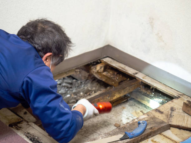 Best Crawl Space Mold Remediation in Hernando, MS