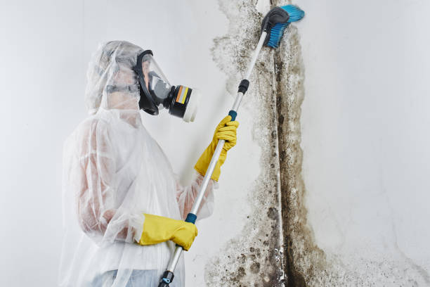 Best Localized Mold Remediation (e.g., coastal areas, humid climates) in Hernando, MS