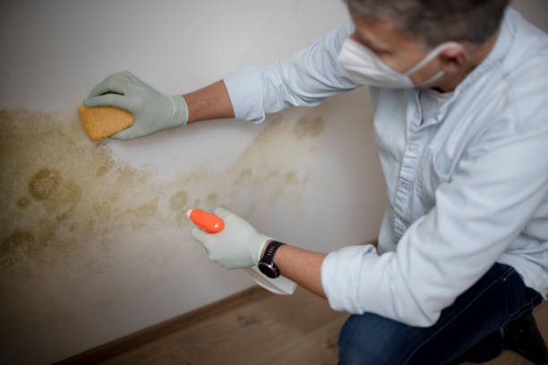Best Crawl Space Mold Remediation in Hernando, MS