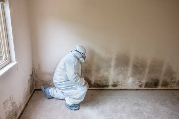 Best Insurance-Related Mold Remediation in Hernando, MS