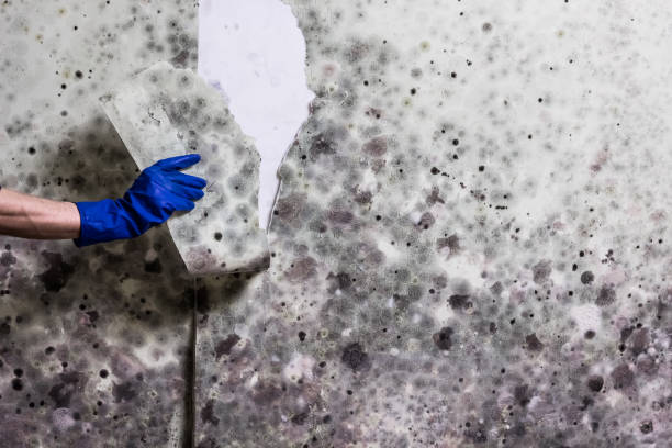 Best Basement Mold Remediation in Hernando, MS