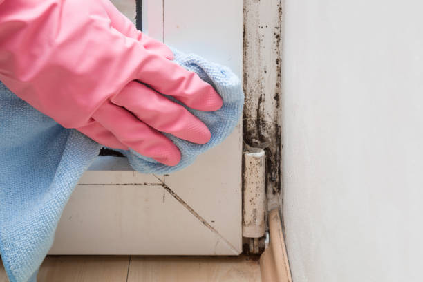 Best Commercial Mold Remediation in Hernando, MS