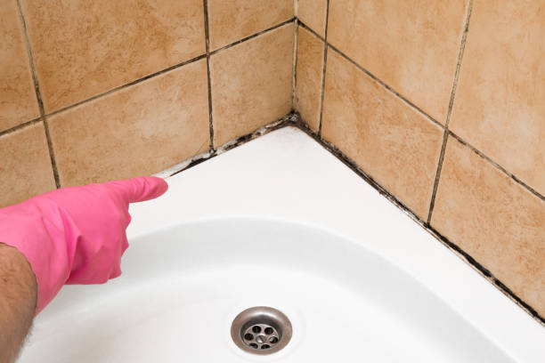 Best Health and Safety Mold Remediation in Hernando, MS